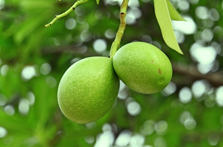 Cerbera odollam fruit on tree number on treeの写真素材