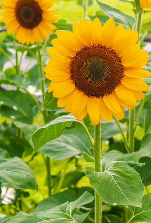 Sunflowers are blooming in the garden, the natural beauty of the seasonの写真素材