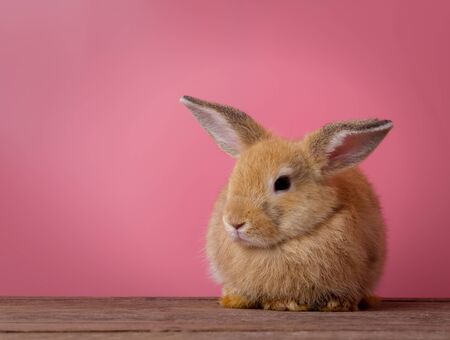 Cute rabbit with pink background. Easter holiday conceptの写真素材