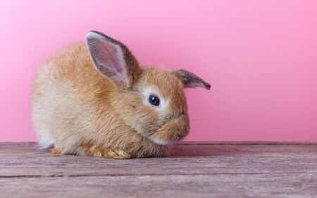 Cute rabbit with pink background. Easter holiday conceptの写真素材