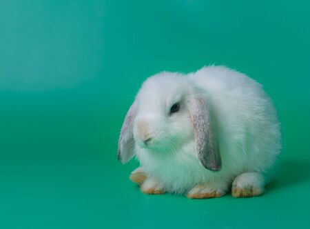 Cute rabbit with green background. Easter holiday conceptの写真素材