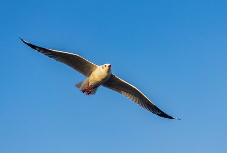 seagull is flying beautifully with a blue sky in the backgroundの写真素材