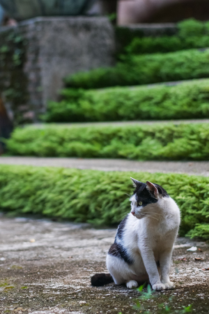 cat sitting with moss stone backgroundの写真素材