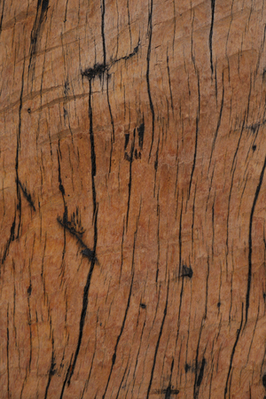 Brown Wood line Texture Backgroundの写真素材