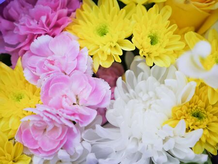 beautiful exclusion integrity color flowersの写真素材