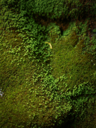 Fresh Green moss covered the stones in the forrest.の写真素材