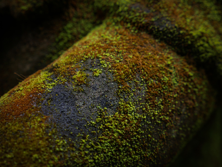 Fresh Green moss covered the stones in the forrest.の写真素材