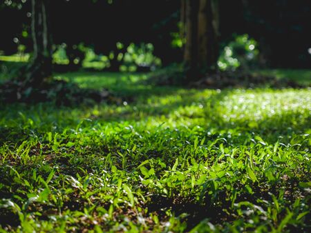 fresh green grass nature background wallpaper.の写真素材
