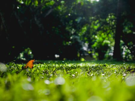 fresh green grass nature background wallpaper.の写真素材