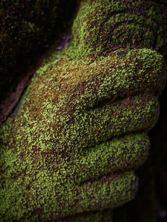 Fresh Green moss covered the stones in the forrest.の写真素材