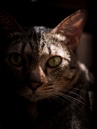 tabby cat lying near window with high contrast sunlight.の写真素材