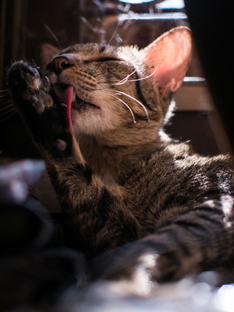 tabby cat lying near window with high contrast sunlight.
