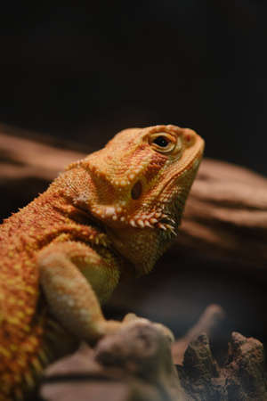 Close up of Bearded dragon (Pogona Vitticeps).の写真素材