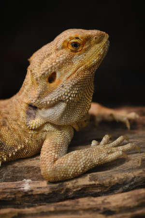 Close up of Bearded dragon (Pogona Vitticeps).の写真素材