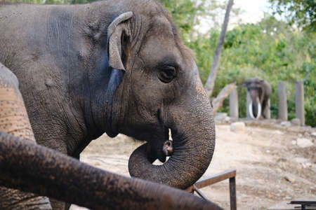 close up Portrait face of Asian elephant.の写真素材