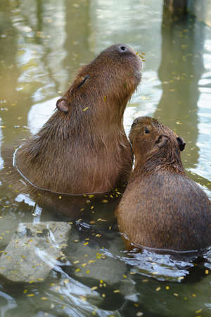 a family of Capybara a largest living rodent in the ponds.の写真素材