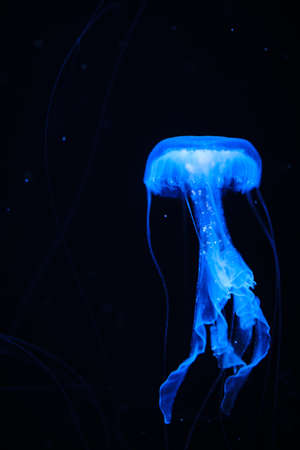 Transparent jellyfish swimming underwater in Aquarium. Marine life background.の写真素材