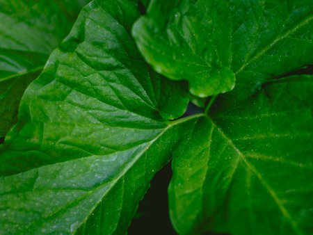 Greenery background of nature plant and leaf