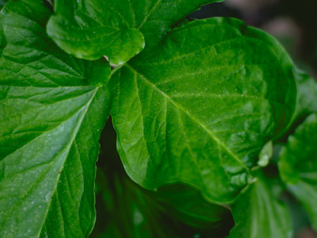 Greenery background of nature plant and leaf