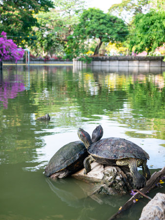 Domestic turtle Red-eared Pond slider, Common slider in nature.の写真素材