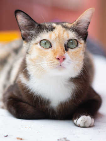 Close-up portrait of a calico cat with green eyes.の写真素材