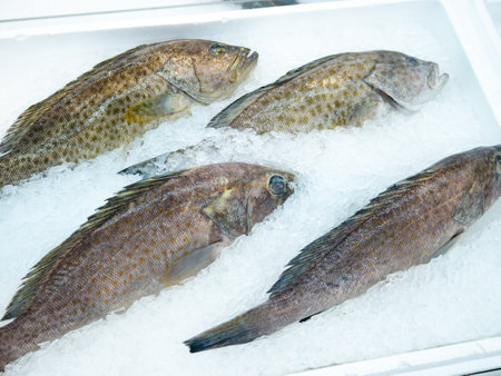 Fresh Sea Groupers for sale at Fish market.