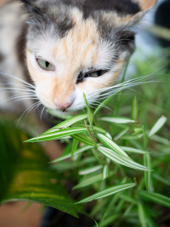 Close-up portrait of a calico cat eating grass Thyrsostachys siamensis Gamble or Temple Bamboo.の写真素材