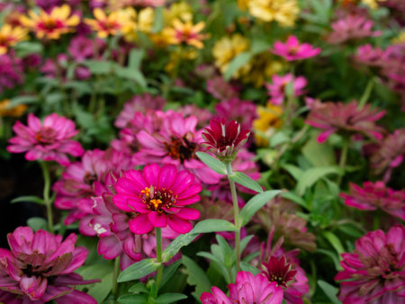 profusion zinnia flower in summer meadow .の写真素材