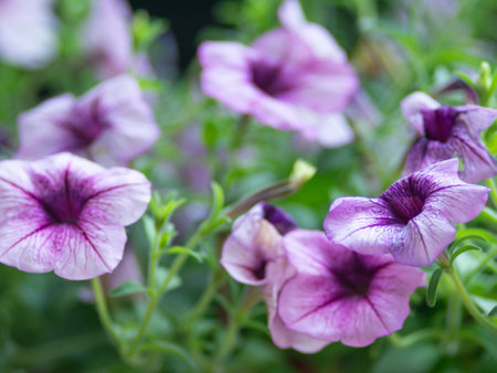 Petunia flower in in summer meadow.の写真素材