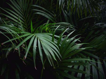 Dark Green Tropical palm leaves pattern background.の写真素材