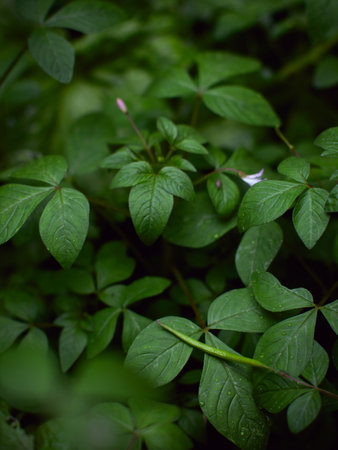 fresh green plants Natural green background with leaf and drops of water.の写真素材
