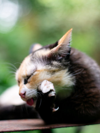 portrait of cute calico cat with green eyes with nature green bokeh background.の写真素材