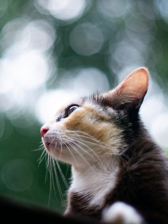 portrait of cute calico cat with green eyes with nature green bokeh background.の写真素材