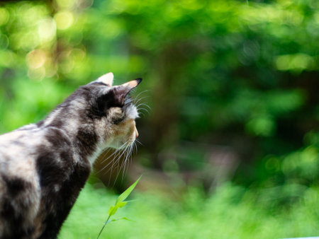 portrait of cute calico cat with green eyes with nature green bokeh background.の写真素材