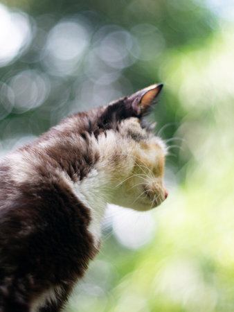 portrait of cute calico cat with green eyes with nature green bokeh background.の写真素材