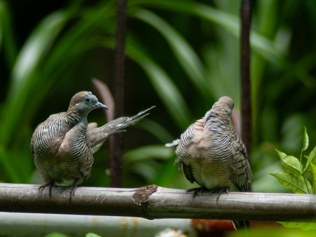 Wild Zebra Dove or Barred Doves cleaning itself on a fence.の写真素材