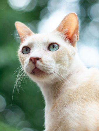 orange cat sit in fresh green park garden after rain.の写真素材