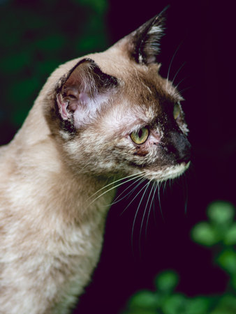 Brown cat sit in fresh green park garden after rain.の写真素材
