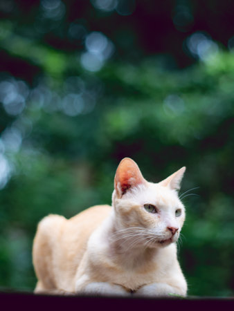 orange cat sit in fresh green park garden after rain.