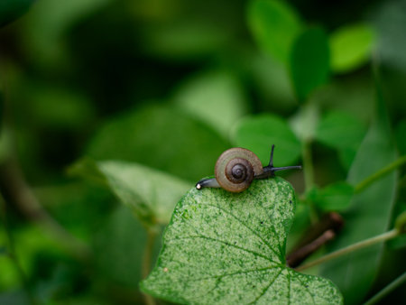 Tiny small snail on fresh green leaf in garden.の写真素材