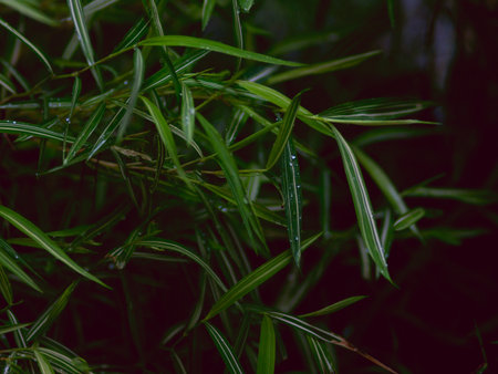 Nature green grass with fresh rain dew drop background texture.の写真素材
