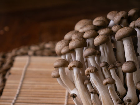 fresh brown shimeji mushroom or beech mushroom.の写真素材