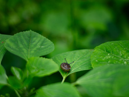 Tiny small snail on fresh green leaf in garden.の写真素材