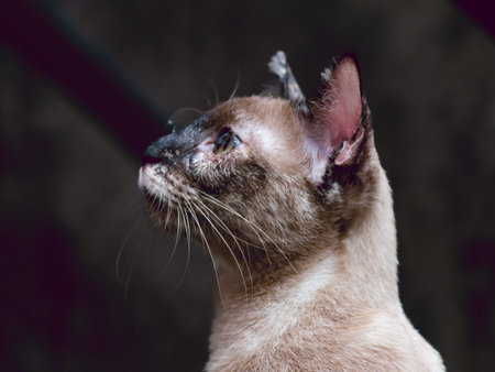 Brown cat sit in fresh green park garden after rain.の写真素材