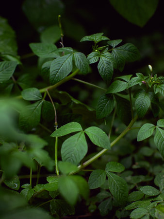 fresh green plants Natural green background with leaf and drops of water.