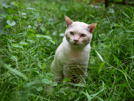 orange cat sit in fresh green garden after rain.の写真素材