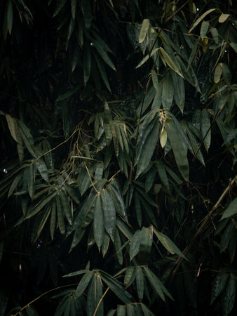 Dark green bamboo leaves Nature background.