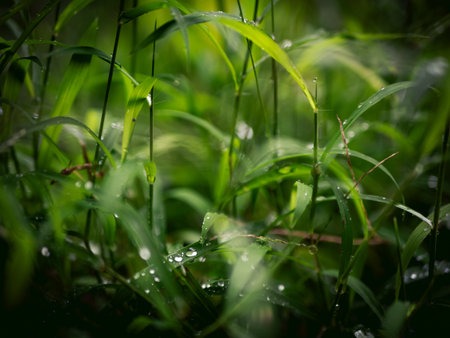 Fresh green grass with rain water dew drop nature background.