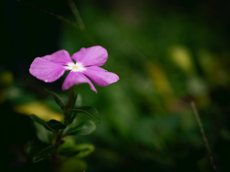 Periwinkle flower with rain water dew drop with fresh green background.