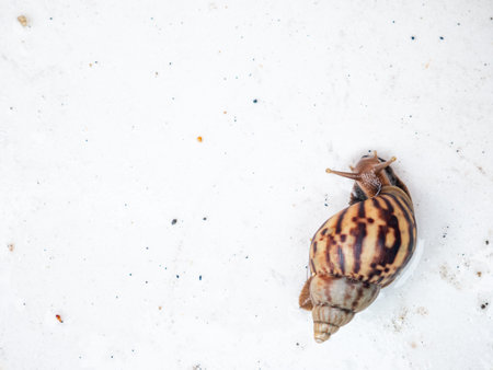 Africa Land Snail on white background.の写真素材